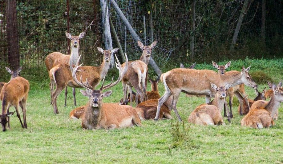 Gite Du Cerf Birkenwald Luaran gambar