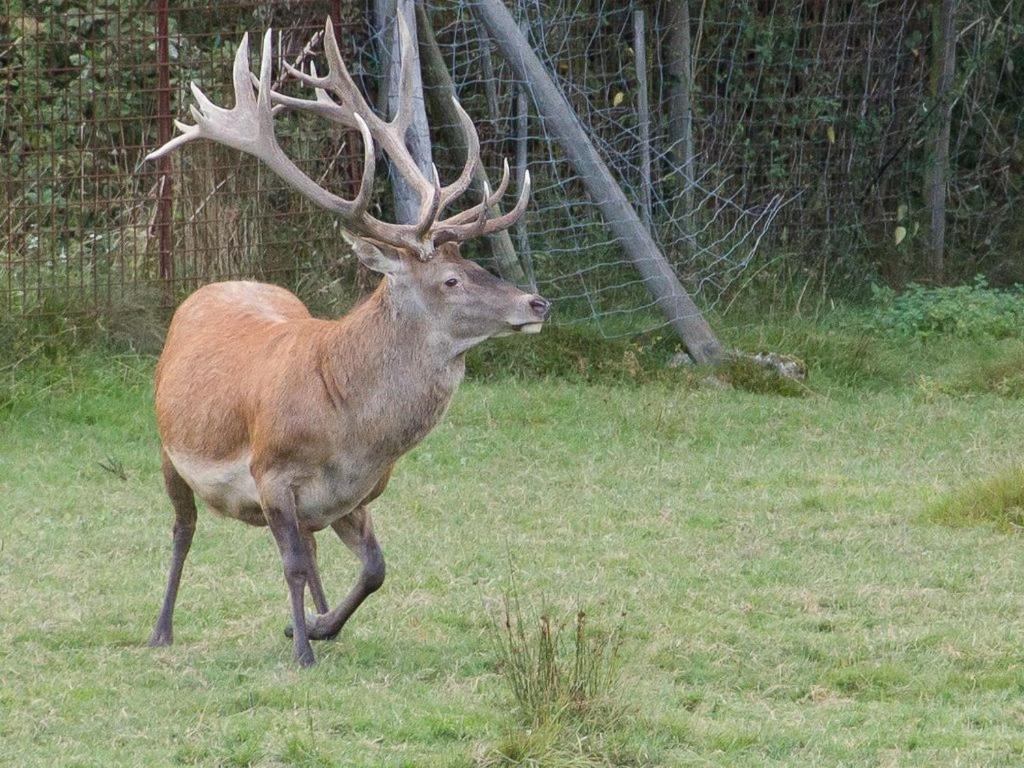 Gite Du Cerf Birkenwald Luaran gambar