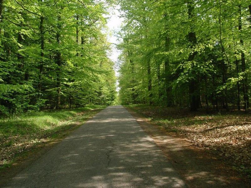 Gite Du Cerf Birkenwald Luaran gambar
